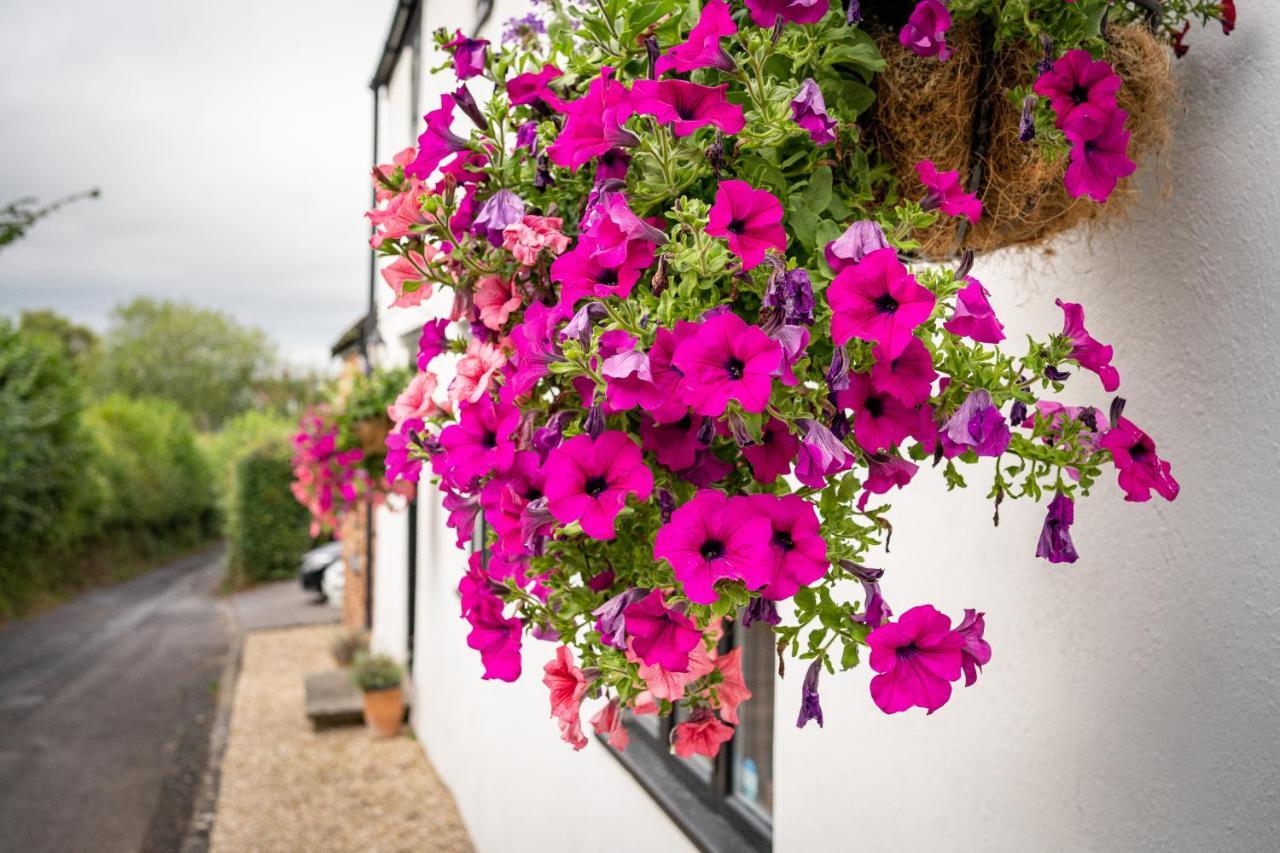Woodview - Cosy 1840S Cottage In Chew Valley And Mendip Aonb Compton Martin Exterior foto